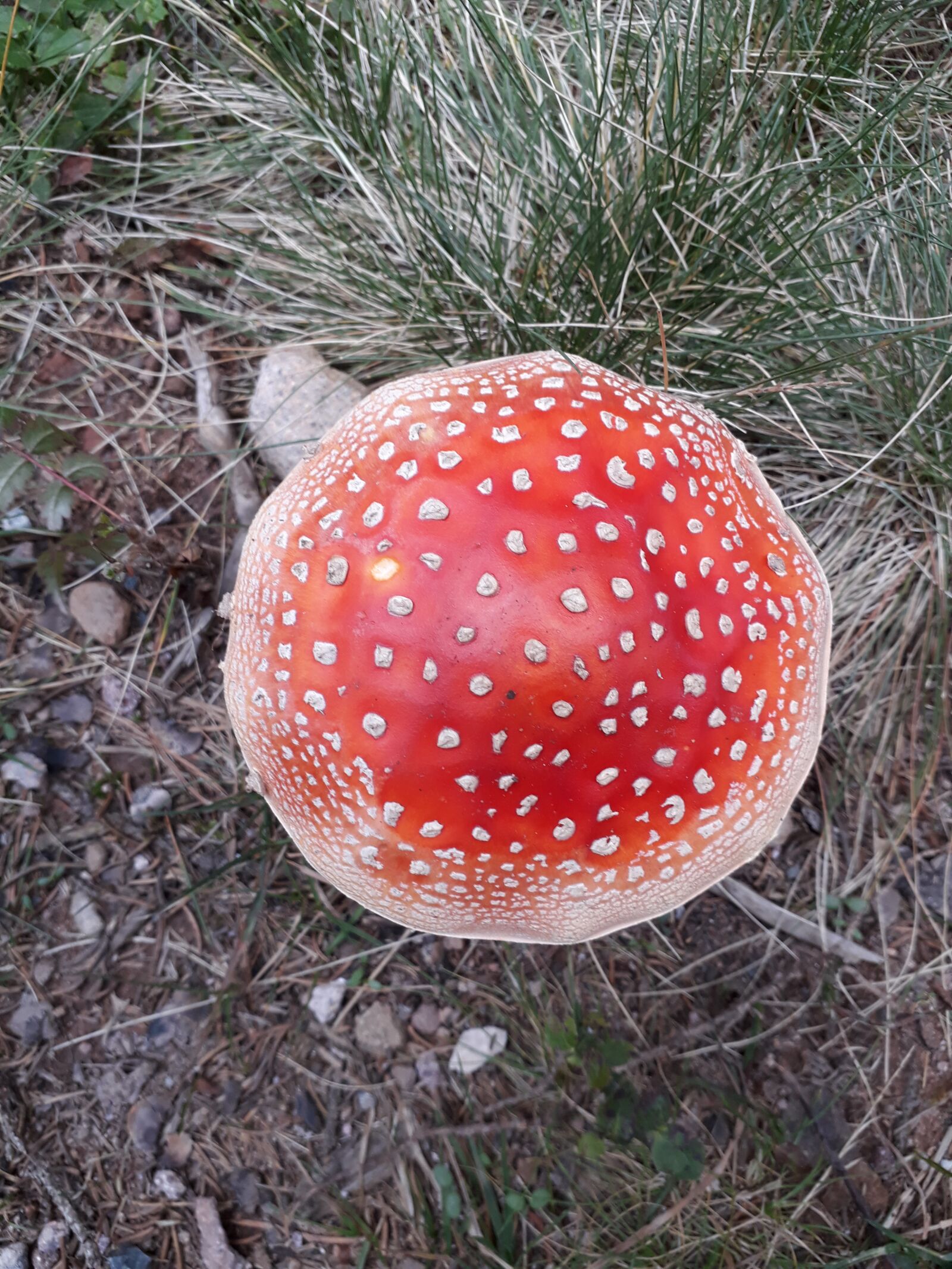 Samsung Galaxy A3(2017) sample photo. Mushroom, nature, fly agaric photography