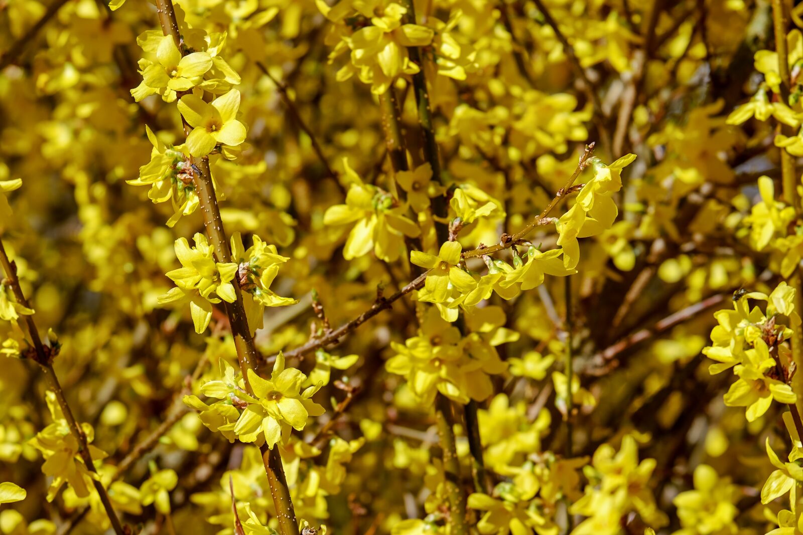 Fujifilm XF 55-200mm F3.5-4.8 R LM OIS sample photo. Gold lilac, forsythia, branches photography