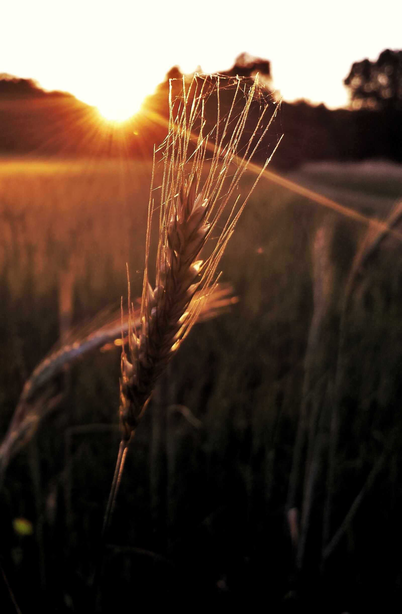 Samsung Galaxy S4 sample photo. Grain, field, cereals photography