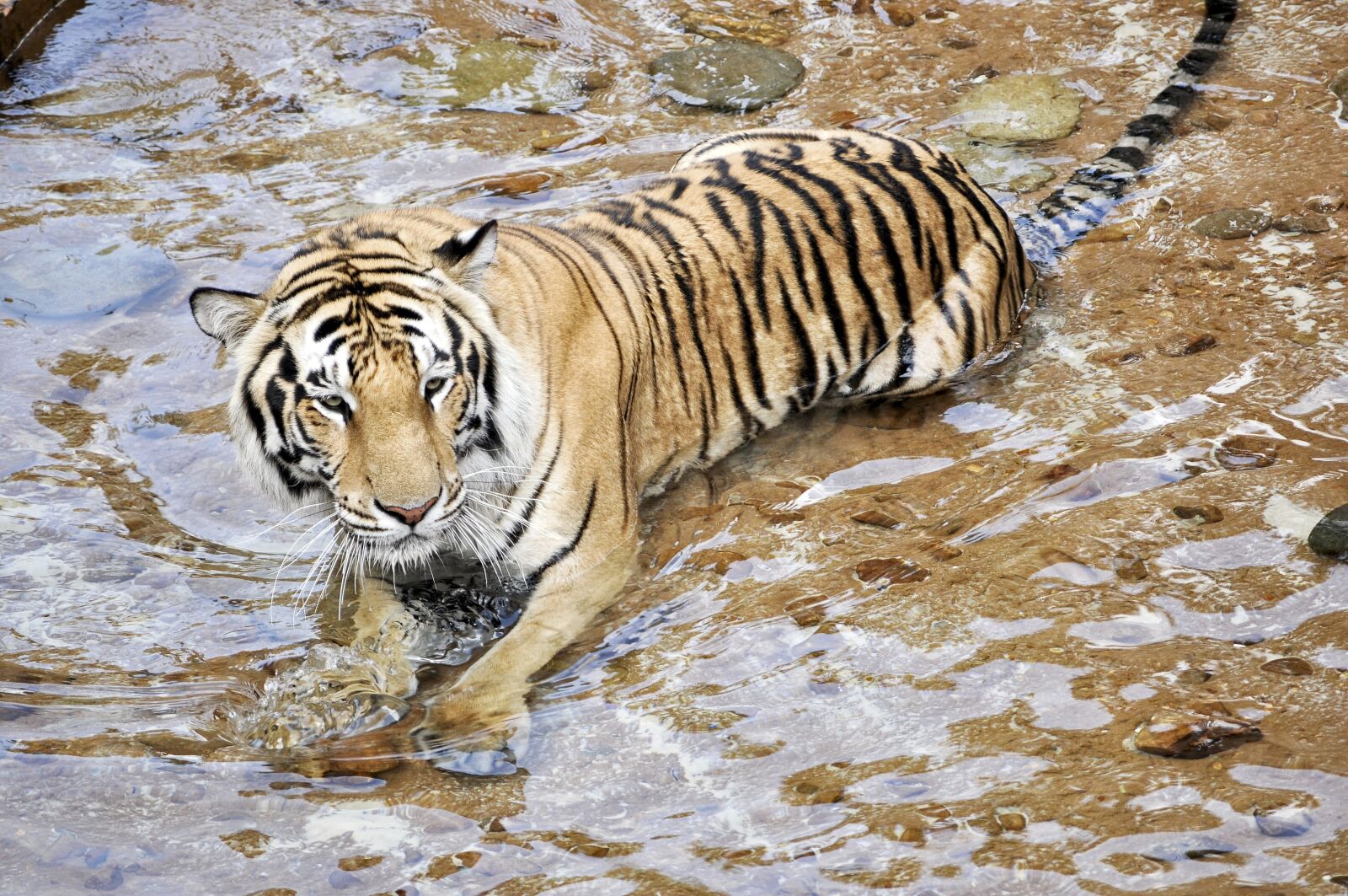 Nikon D5000 sample photo. Tigers, wildcats, animals photography