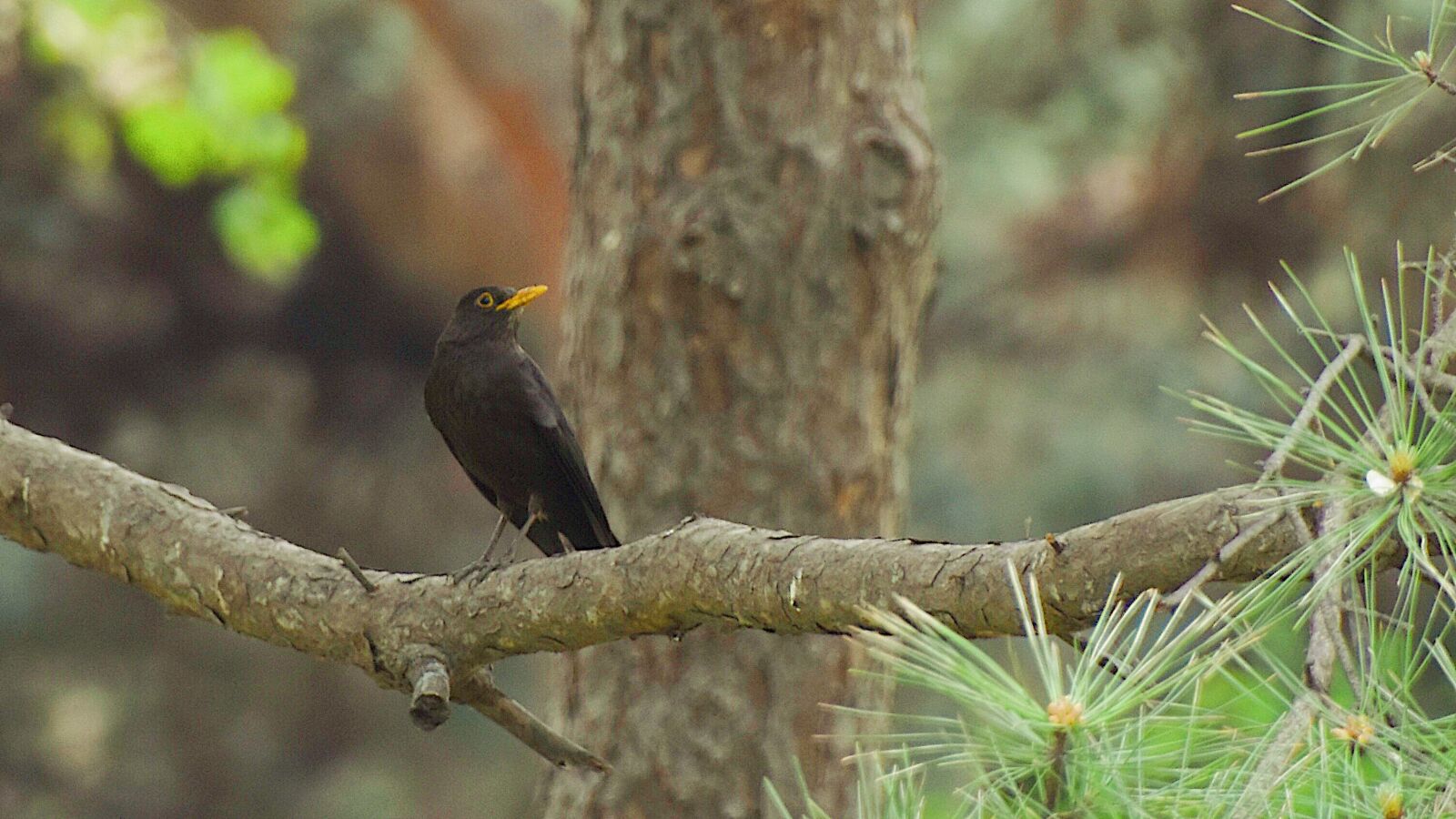 Nikon D7200 sample photo. Bird, blackbird, natural photography