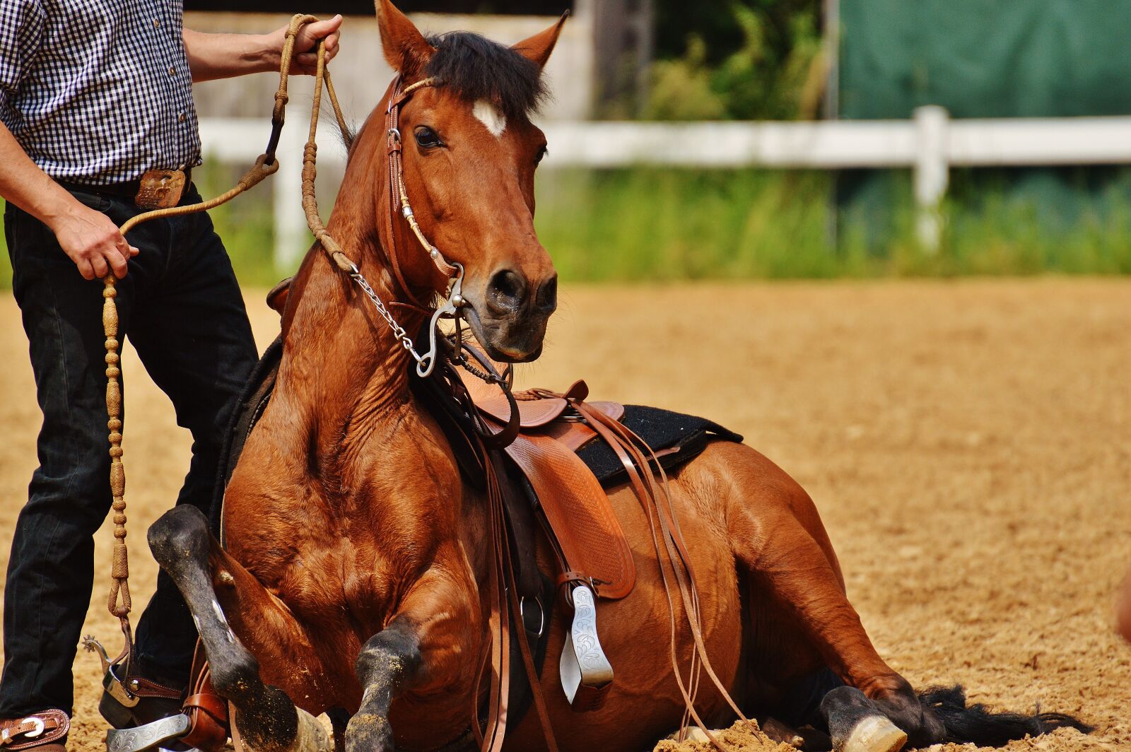 Nikon D3200 sample photo. Horse, reiterhof, rest photography