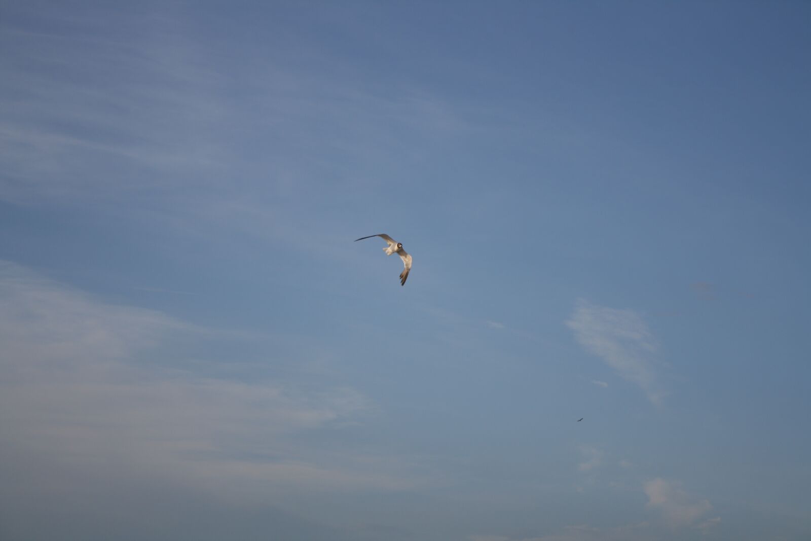Canon EOS 1000D (EOS Digital Rebel XS / EOS Kiss F) sample photo. Seagull, sky, blue sky photography
