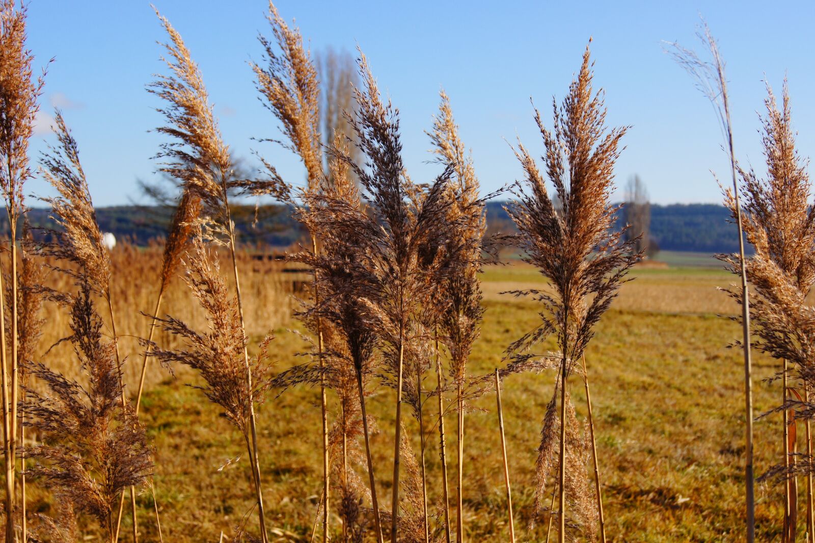 Sony SLT-A33 sample photo. Nature, reed, plant photography