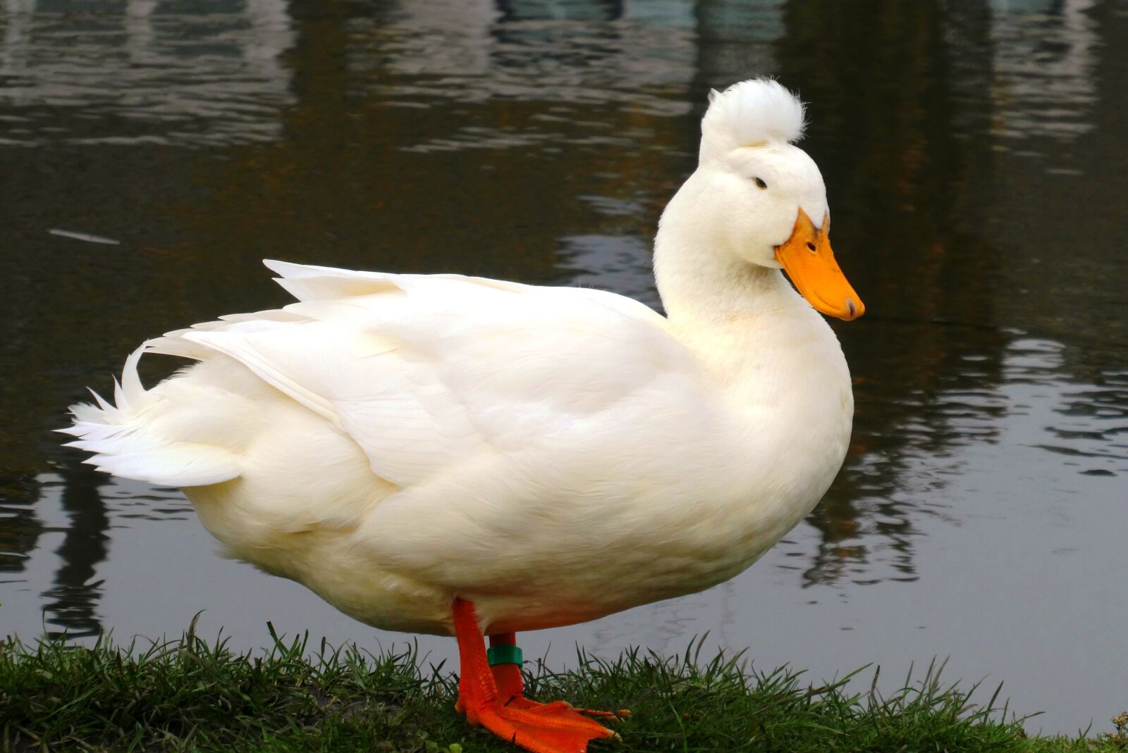 Panasonic Lumix DC-ZS70 (Lumix DC-TZ90) sample photo. White duck, frog if photography