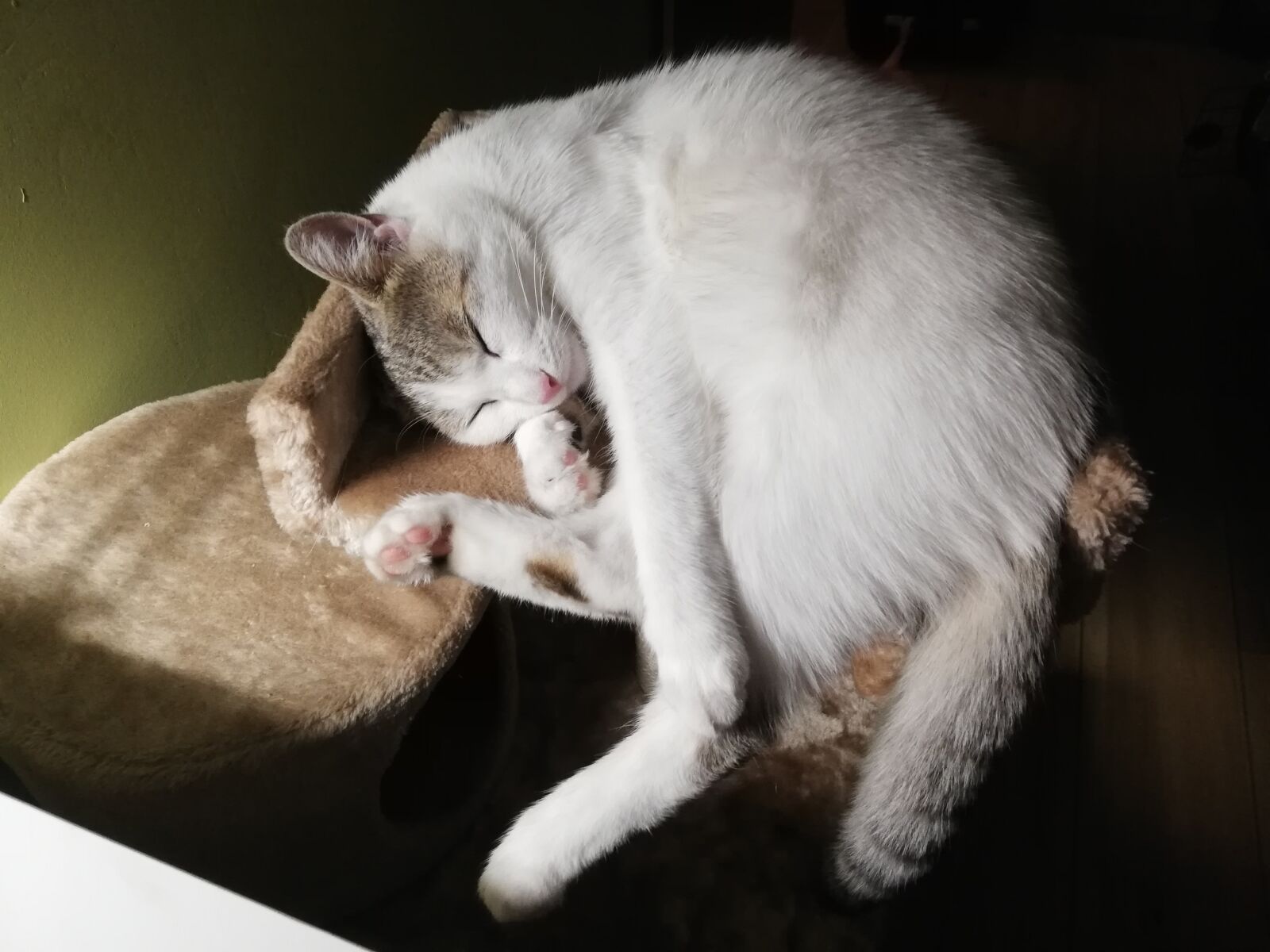 HUAWEI P20 lite sample photo. Cat, kitten, white photography