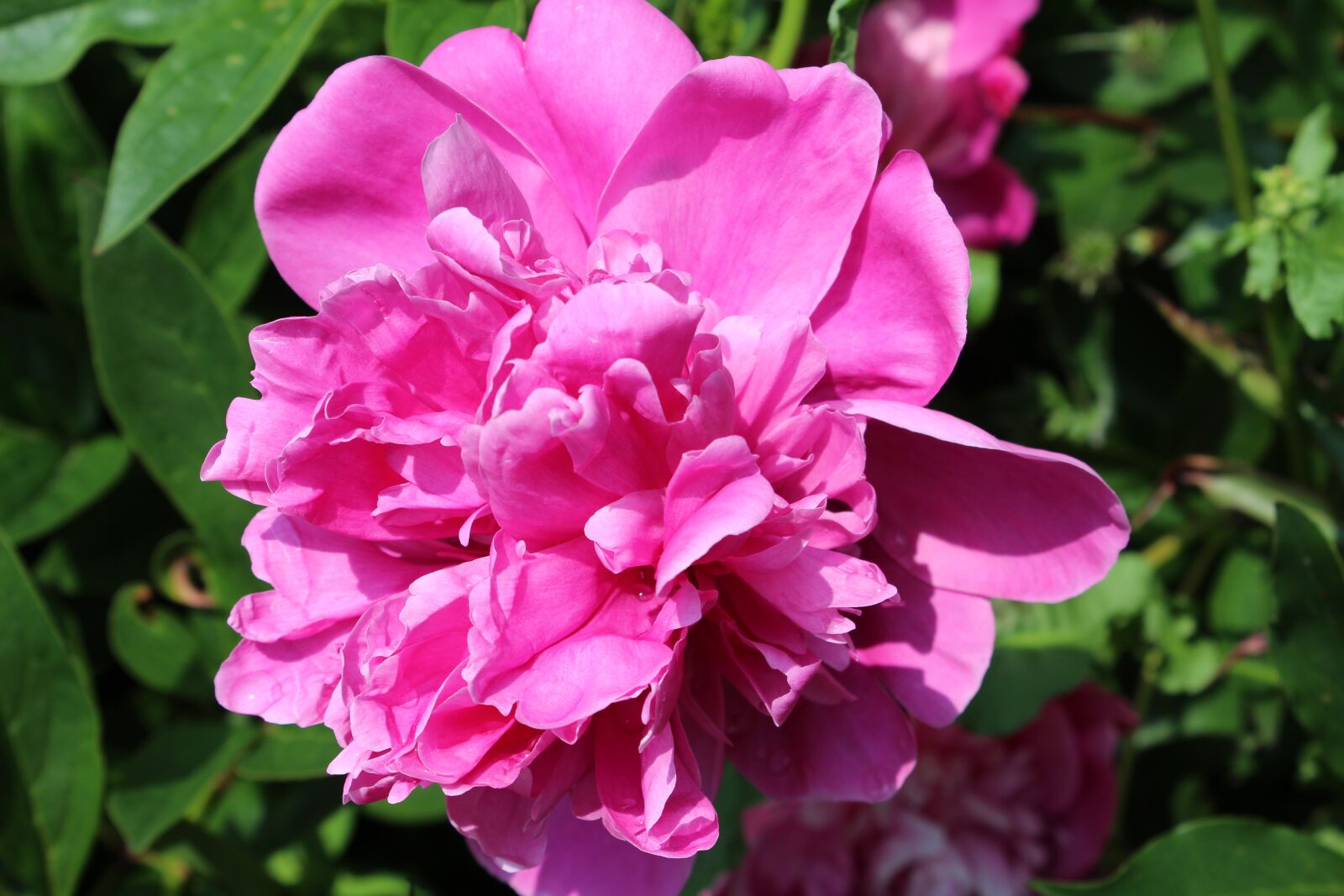 Canon EOS 600D (Rebel EOS T3i / EOS Kiss X5) sample photo. Peony, blossom, bloom photography