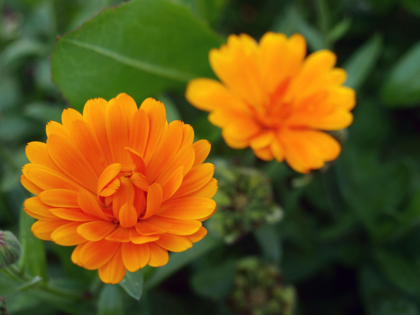 Olympus E-420 (EVOLT E-420) sample photo. Chrysanthemum, wild flowers, orange photography