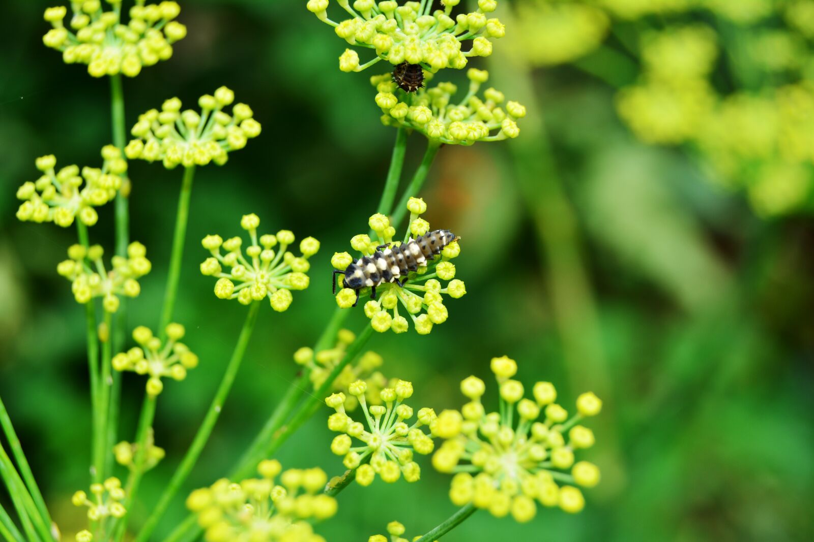Nikon D5200 sample photo. Larva, ladybug, ladybeetle photography