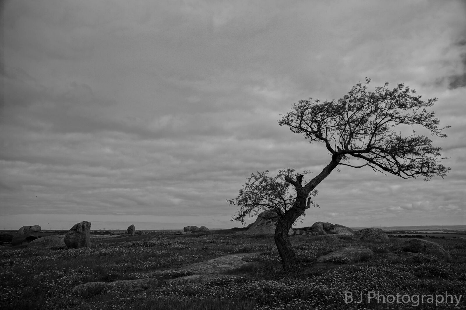 Sony SLT-A65 (SLT-A65V) sample photo. Landscape, trees, nature photography