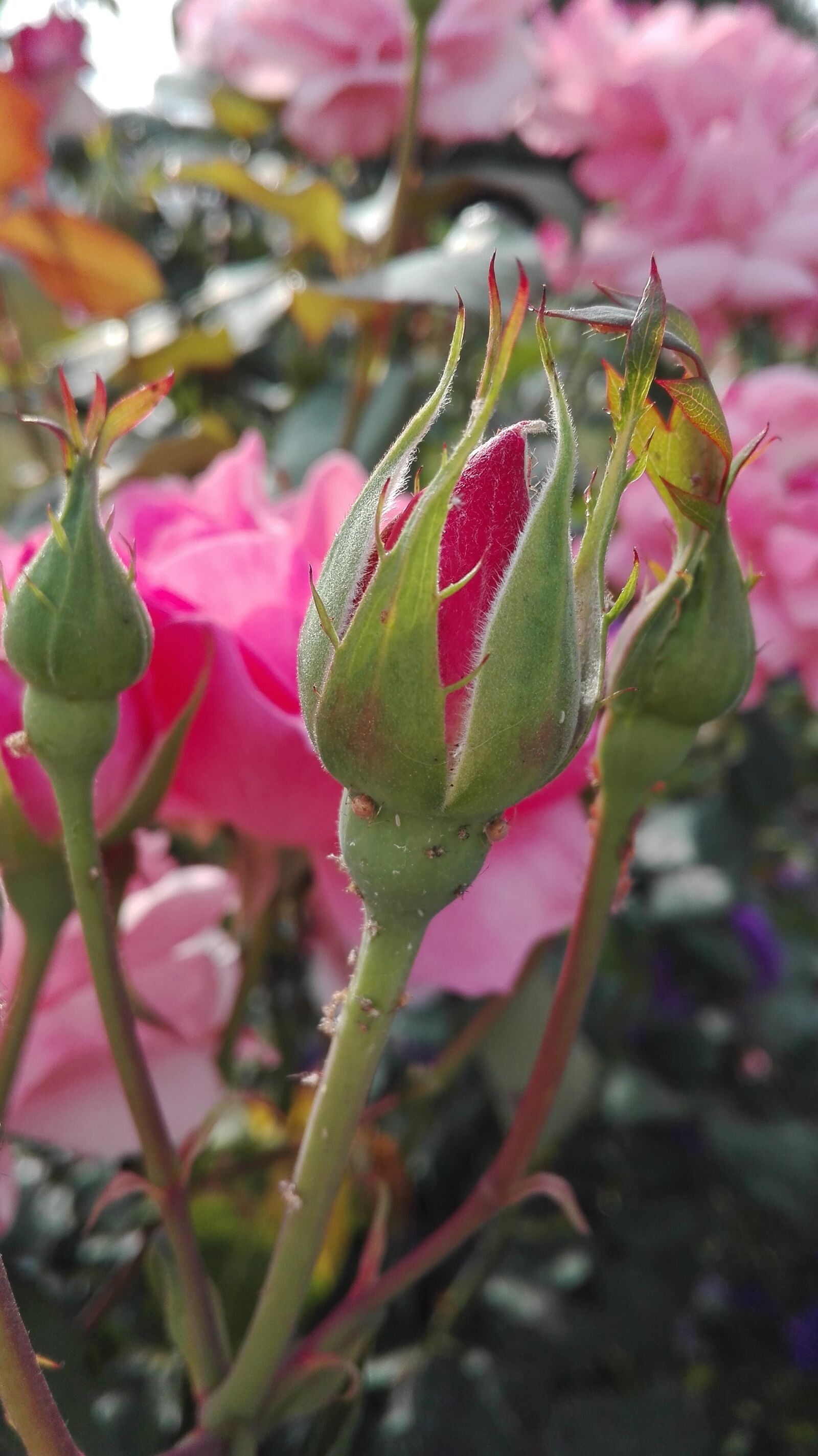 HUAWEI Cherry Mini sample photo. Rose, bud, flowers photography