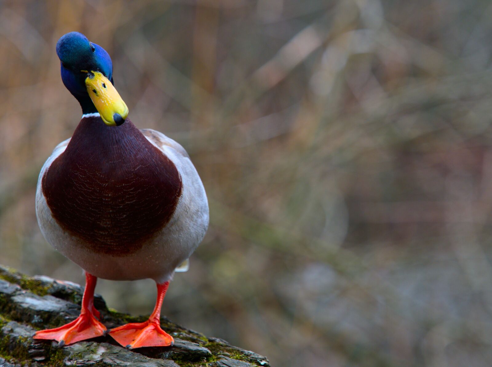 Olympus OM-D E-M1 Mark II + Olympus M.Zuiko Digital ED 40-150mm F2.8 Pro sample photo. Bird, water bird, goose photography