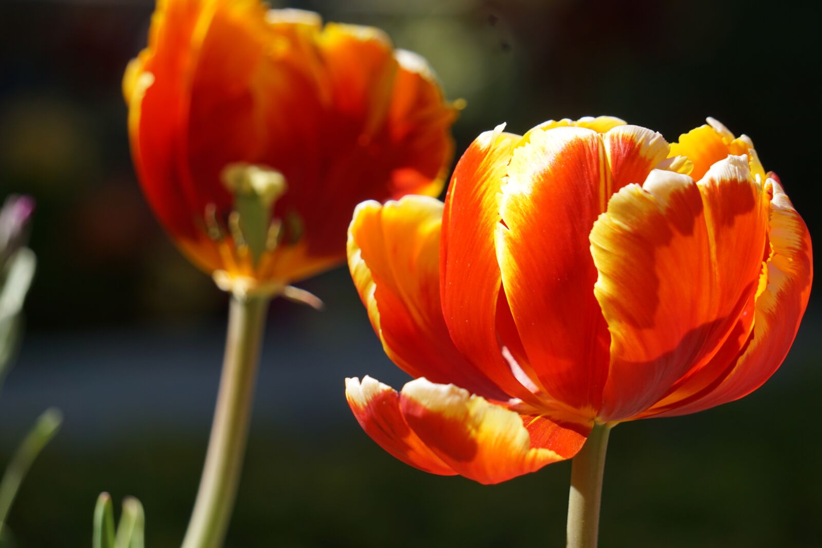 Sony a5100 sample photo. Flowers, plant, spring photography