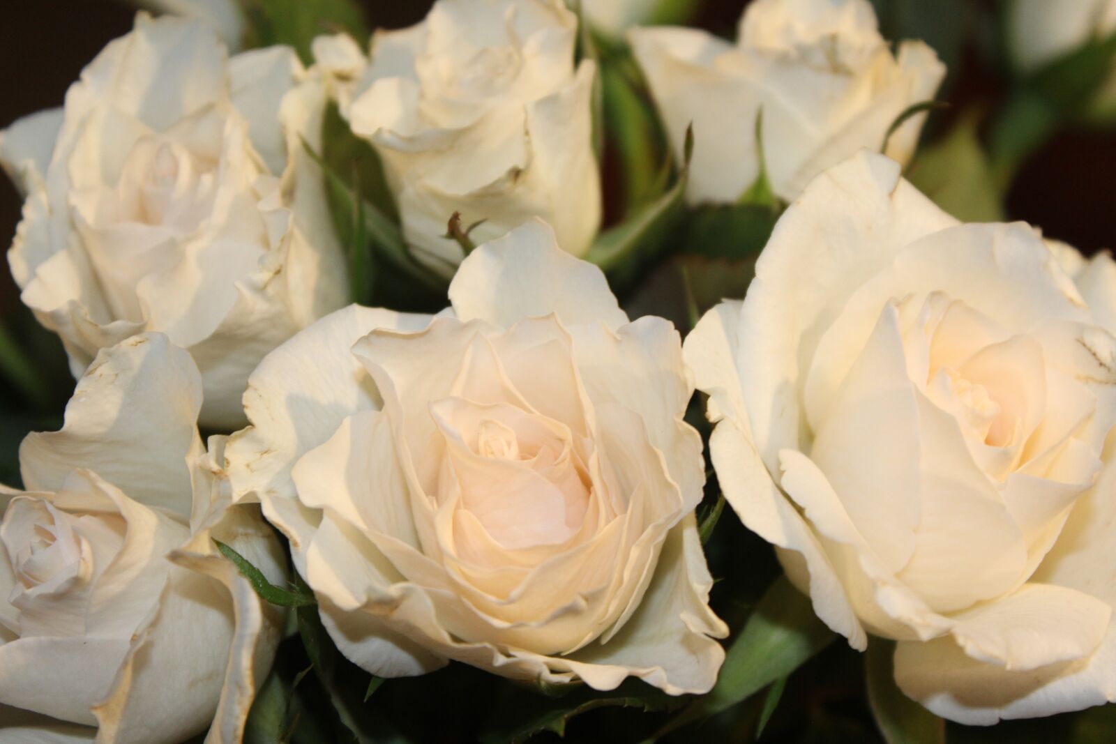 Canon EOS 1300D (EOS Rebel T6 / EOS Kiss X80) sample photo. Roses, bouquet of roses photography