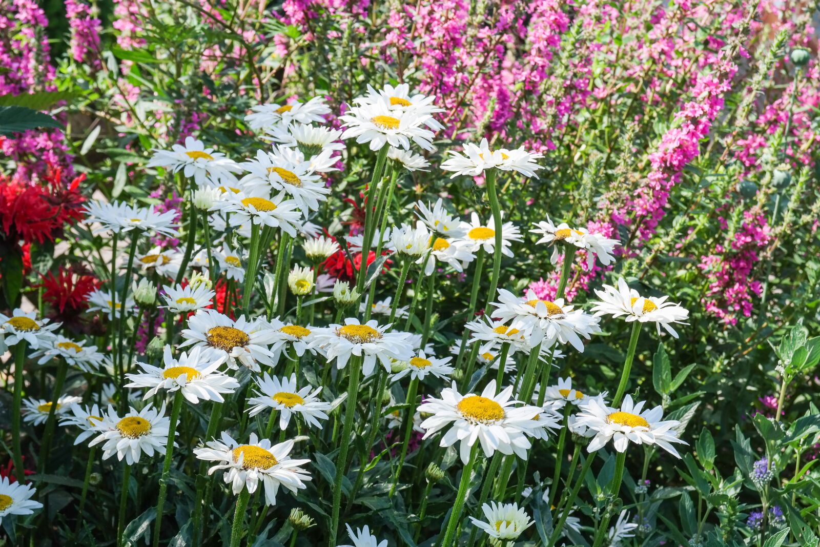 Samsung NX300 sample photo. Daisies, flowers, perennials photography