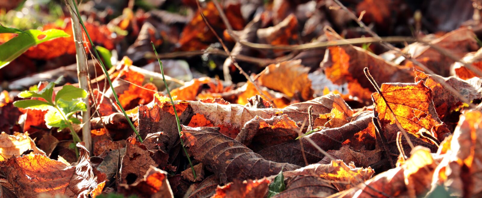 Canon EOS 80D sample photo. Autumn, leaves, fall color photography