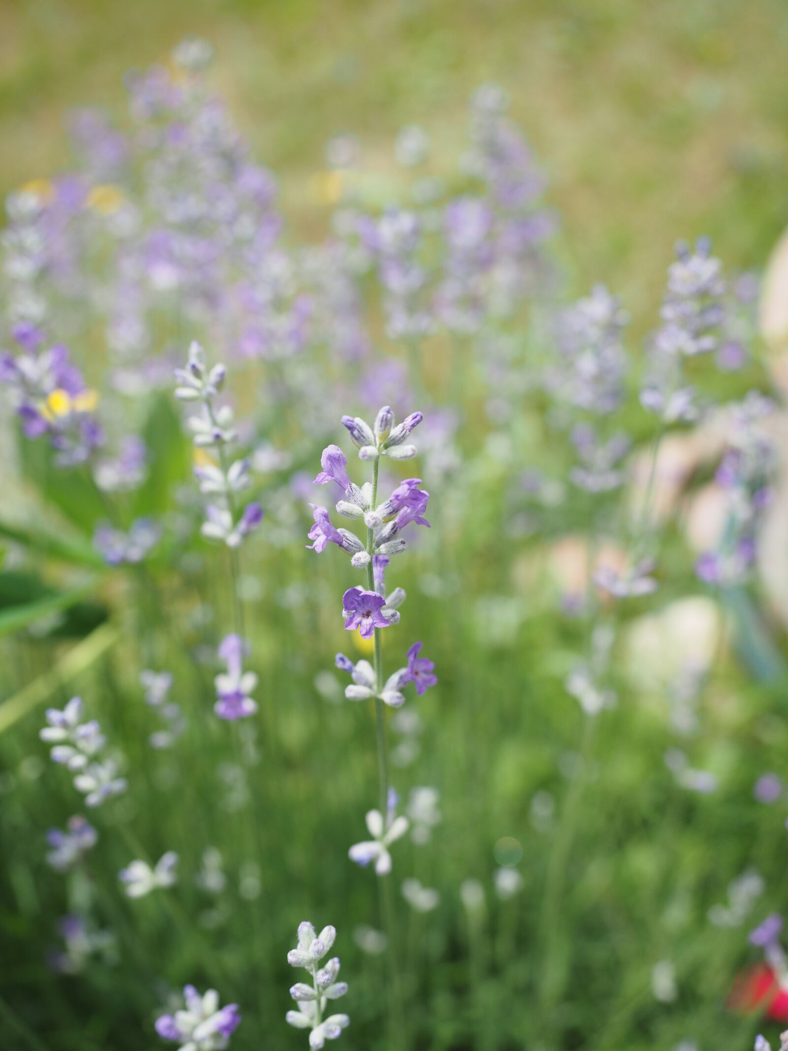 Olympus OM-D E-M1 + Olympus M.Zuiko Digital ED 12-40mm F2.8 Pro sample photo. Lavender, lavender flowers, light photography