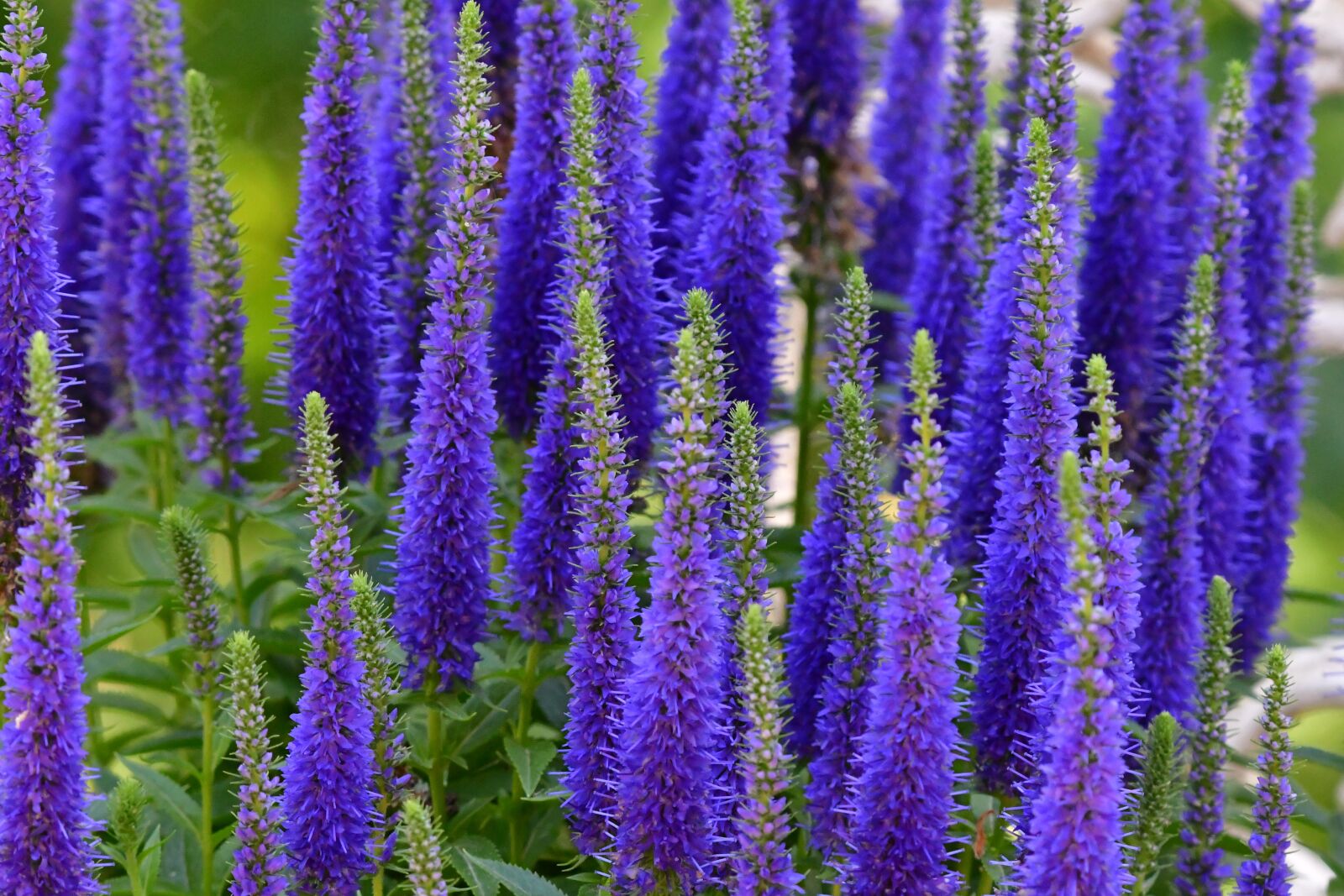 Nikon D7500 sample photo. Plant, flower, blue photography