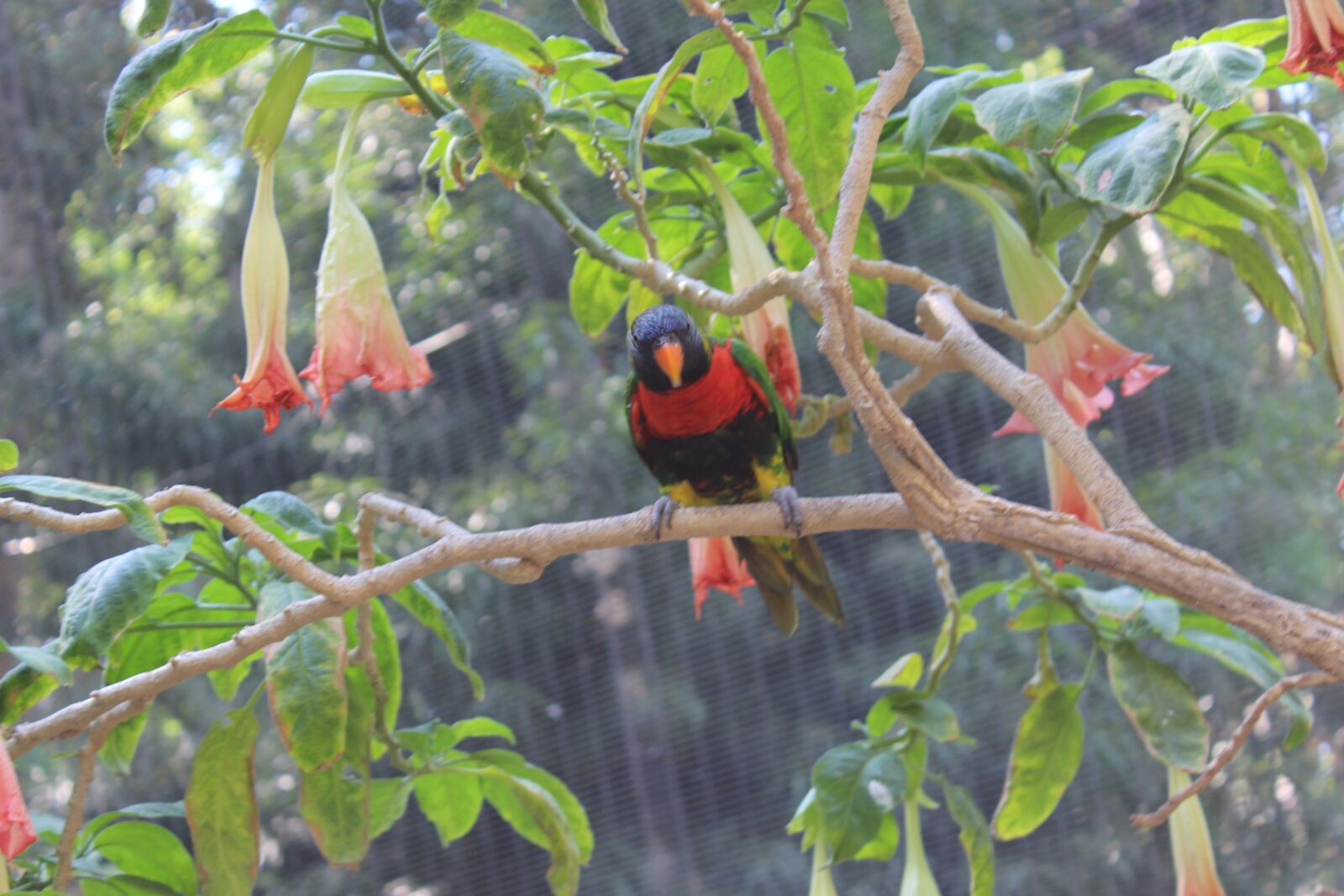 Canon EOS 650D (EOS Rebel T4i / EOS Kiss X6i) sample photo. Parrot, bird, animal photography