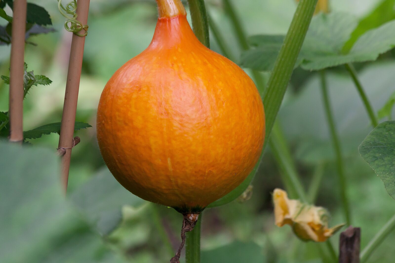 Canon EOS 50D sample photo. Pumpkin, hokkaido, vegetables photography
