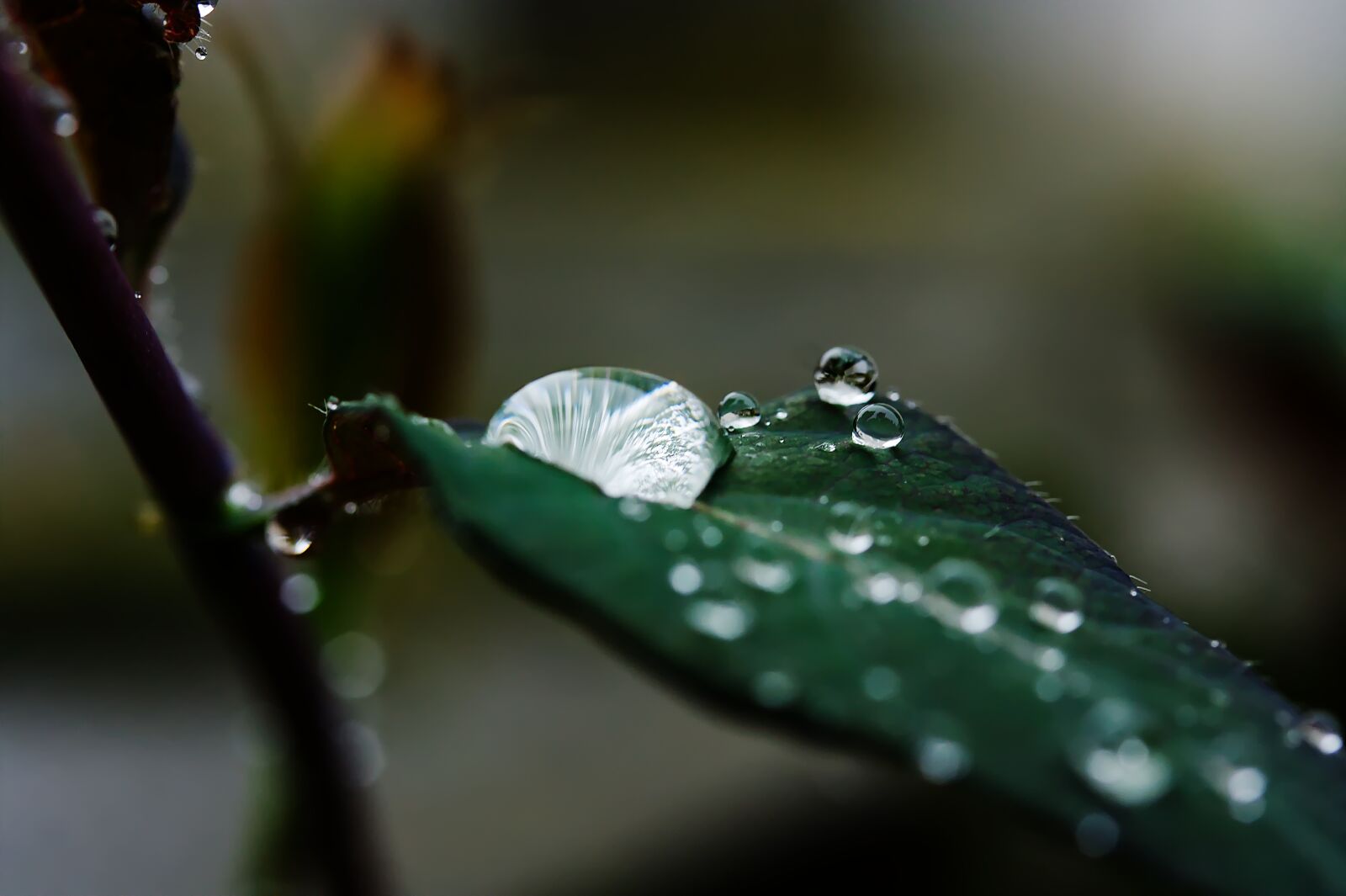 Canon EOS 450D (EOS Rebel XSi / EOS Kiss X2) sample photo. Rain, drop of water photography