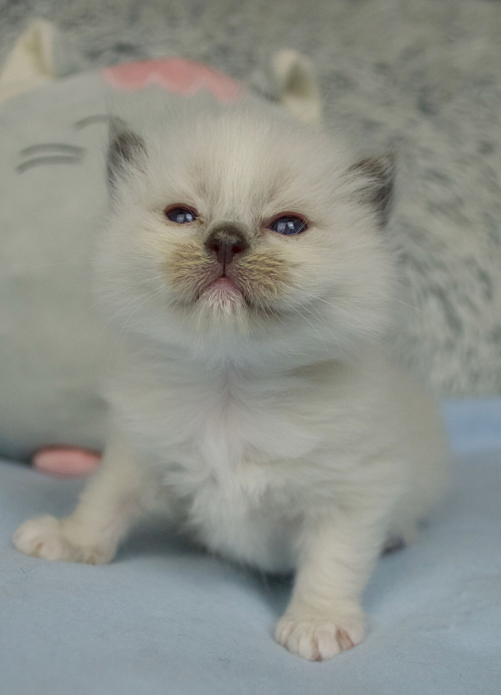 Nikon D3200 sample photo. Ragdoll, ragdoll cat, kitten photography