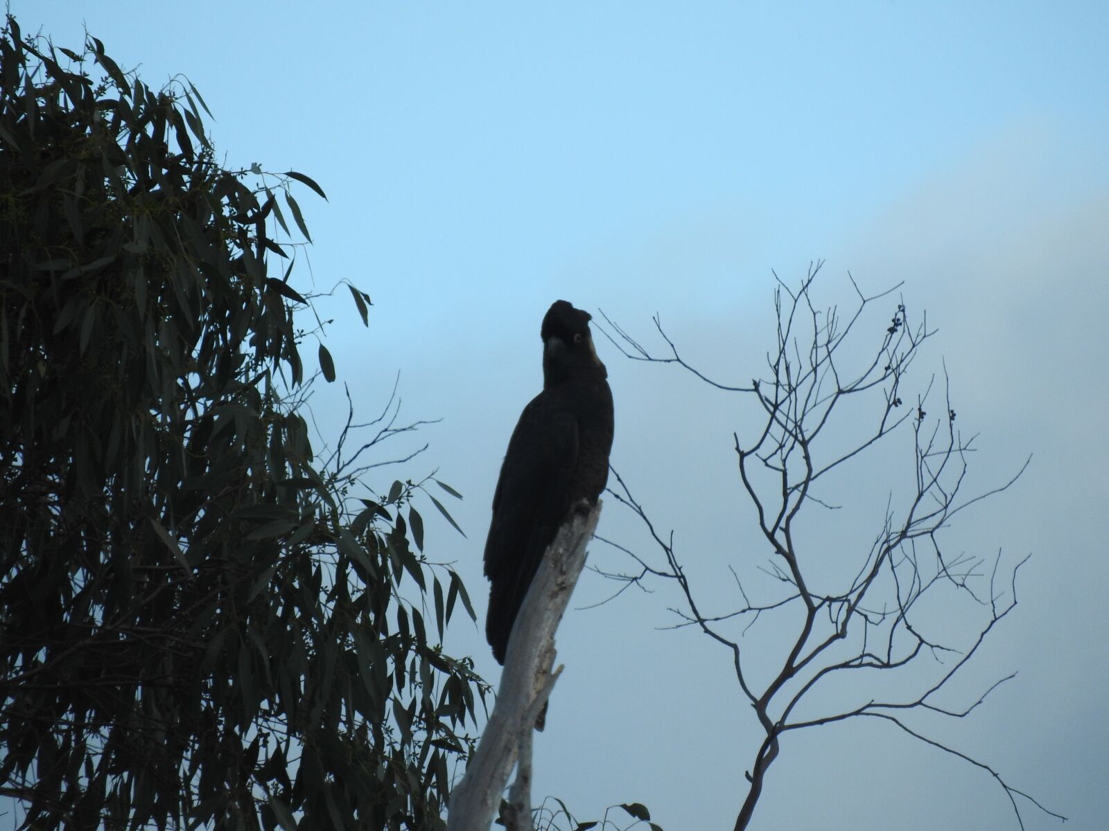 Nikon Coolpix P610 sample photo. Bird, parrot, nature photography