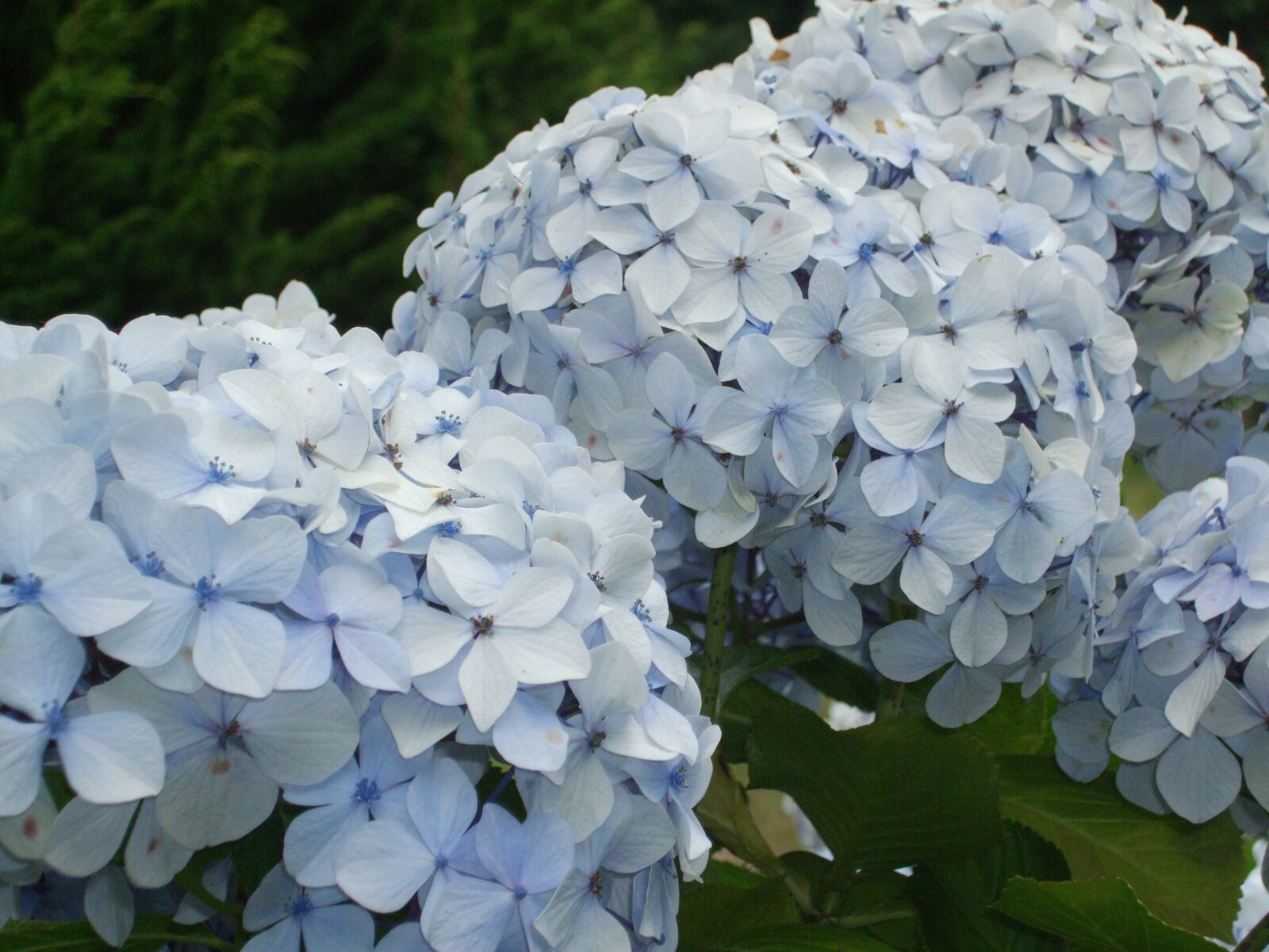 Fujifilm FinePix F60fd sample photo. Hydrangeas, blue, flower photography