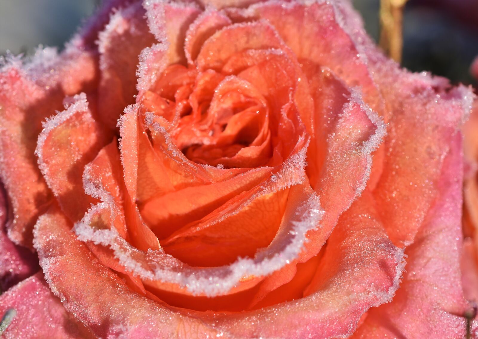 Nikon D7200 sample photo. Rose, rose bloom, blossom photography