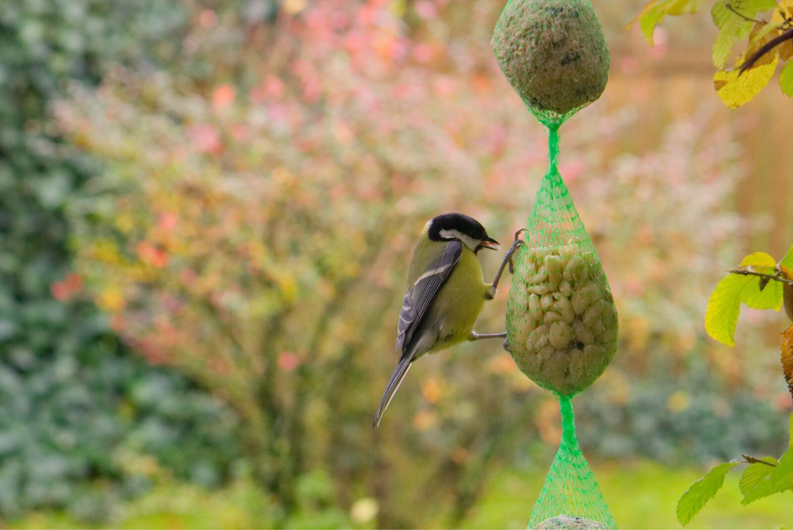 E 50mm F1.8 OSS sample photo. Tit, bird, feed photography