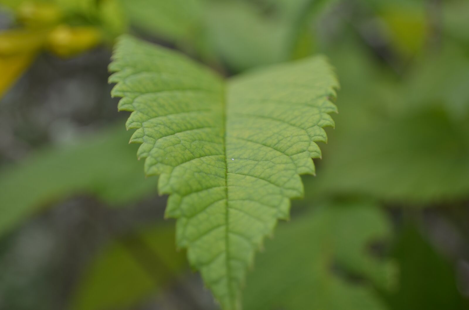Nikon D7000 sample photo. Green, leaf, closeup photography