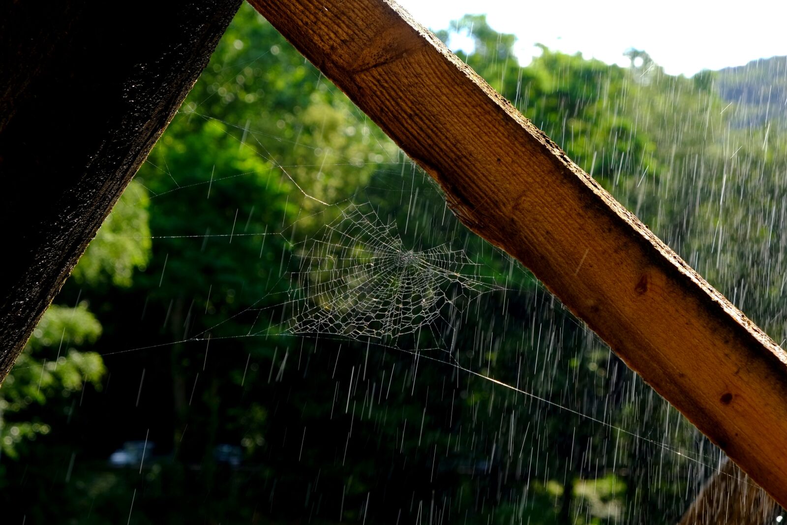 Fujifilm X-E1 sample photo. Cobweb, web, spider photography