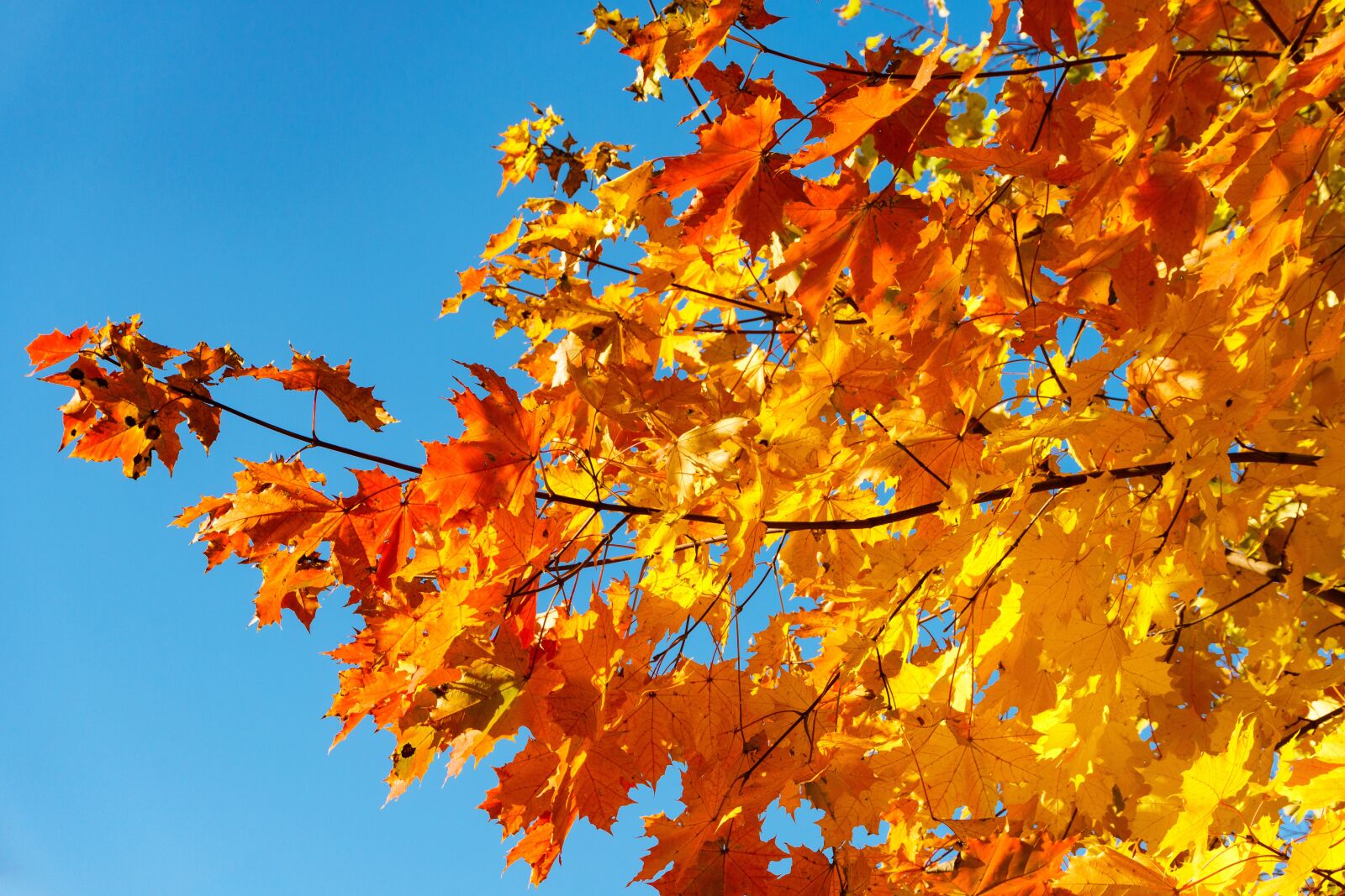 Sony a6300 sample photo. Autumn, maple, foliage photography