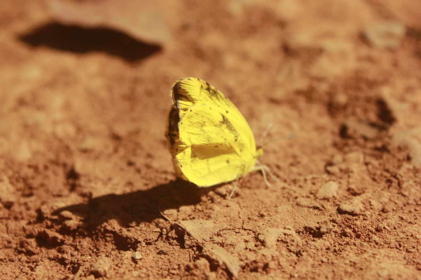 Canon EF-S 18-55mm F3.5-5.6 IS sample photo. Butterfly, dry, golden, yellow photography