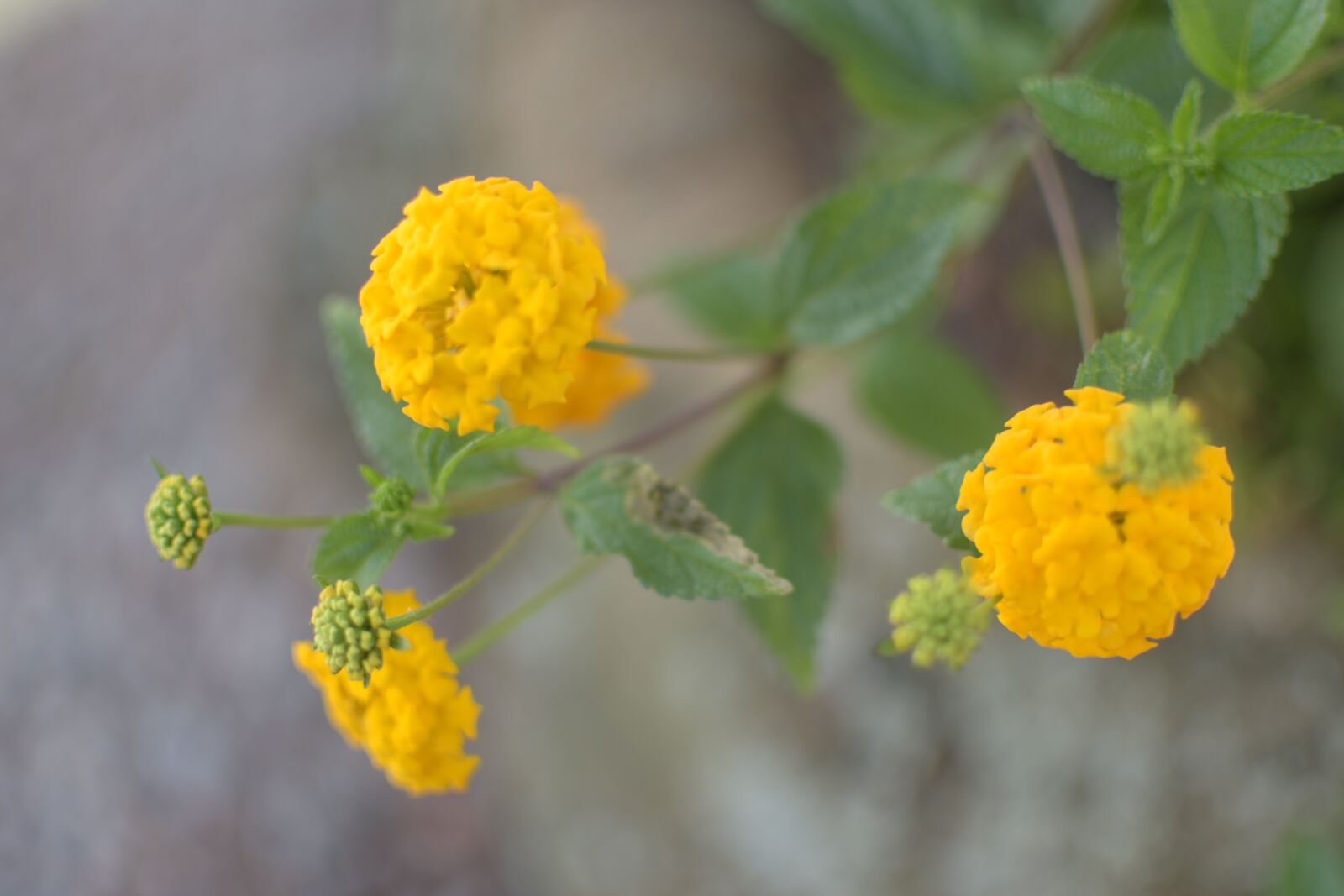 Nikon D5500 sample photo. Flowers, flower, nature photography