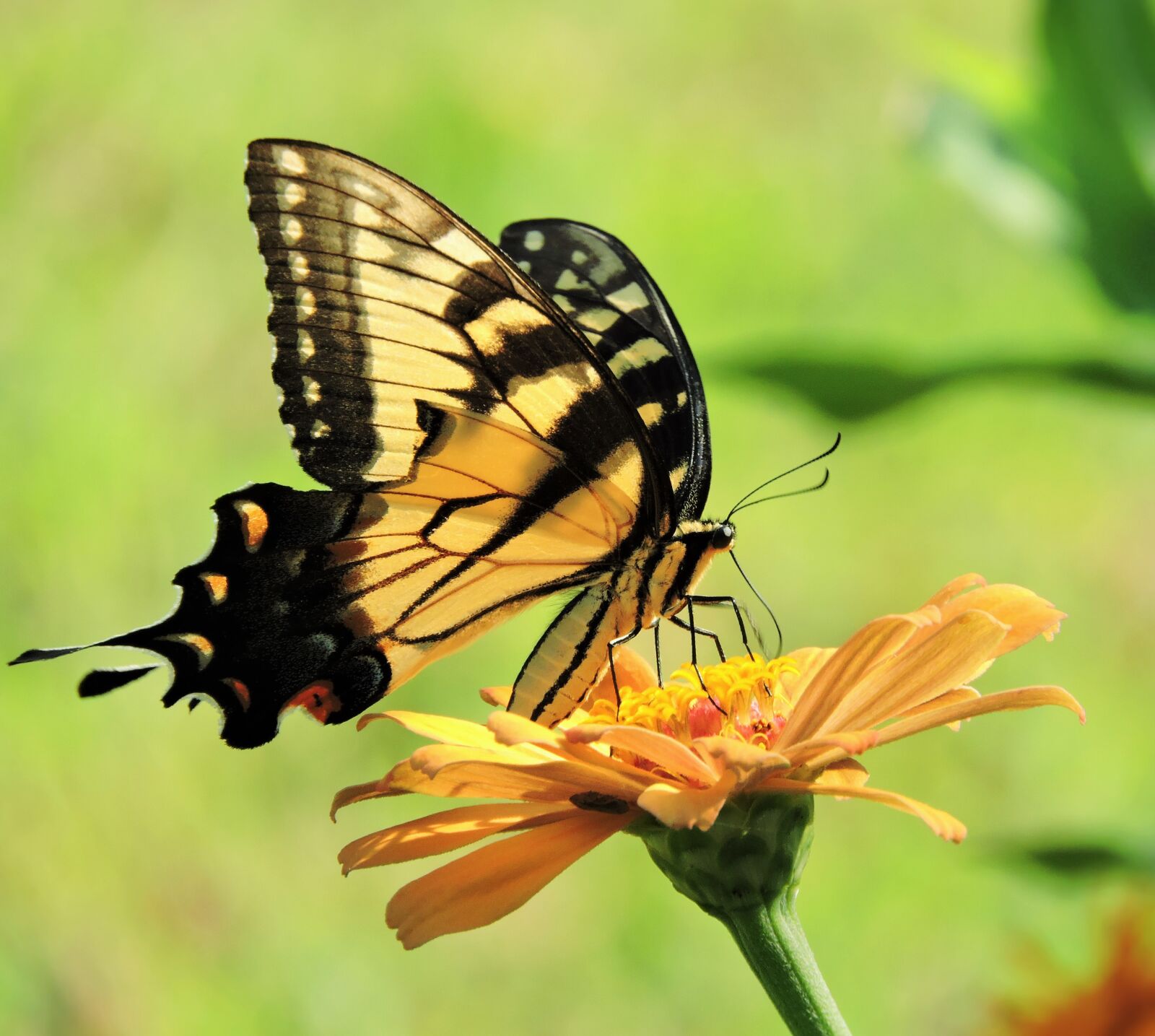 Nikon Coolpix P600 sample photo. Swallowtail butterfly, butterfly, insect photography