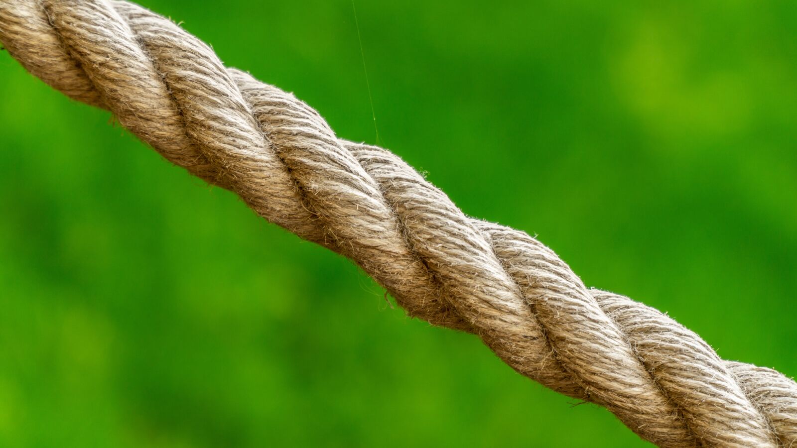 Sony a6000 sample photo. Rope, green, cobweb photography