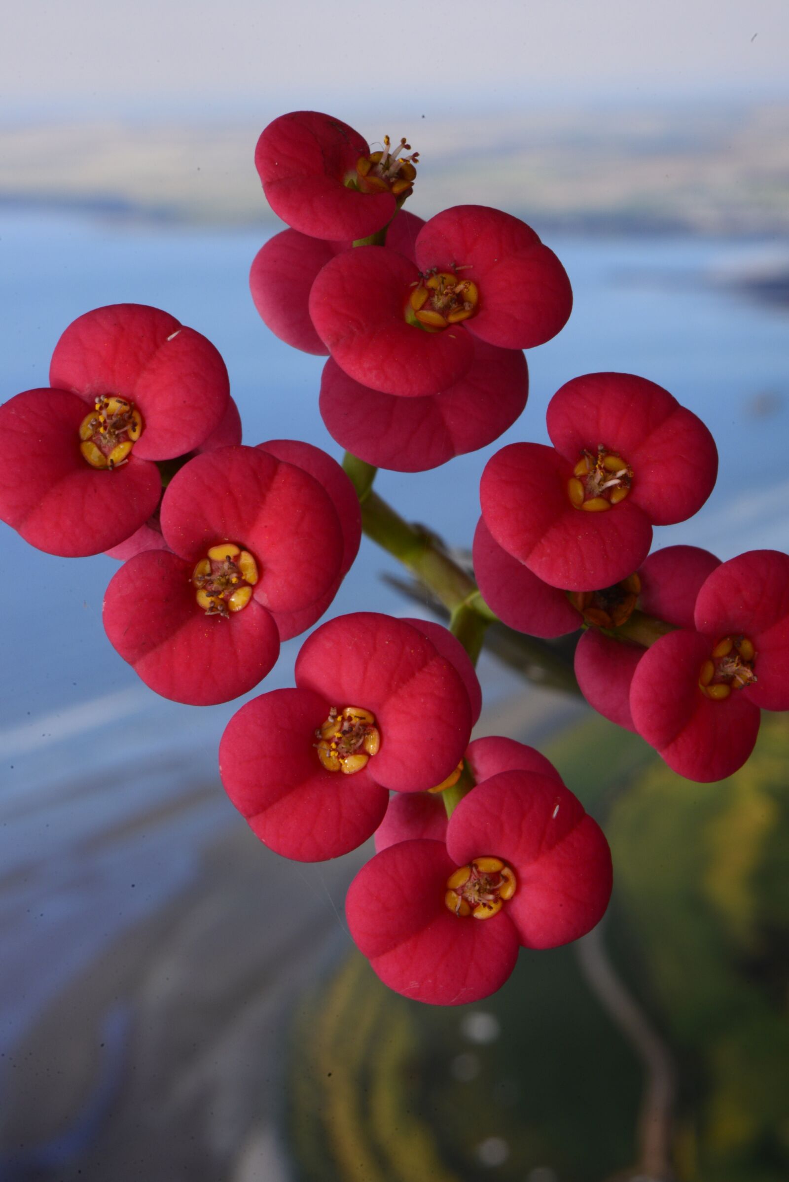 Nikon D610 sample photo. Crown of thorns, flower photography