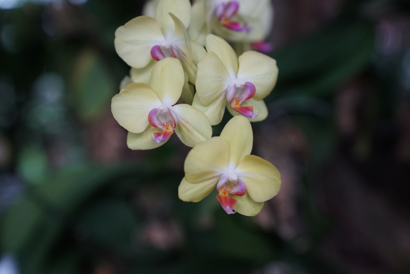 Sony a7S + Sony FE 24-70mm F2.8 GM sample photo. Orchids, tropical, floral photography