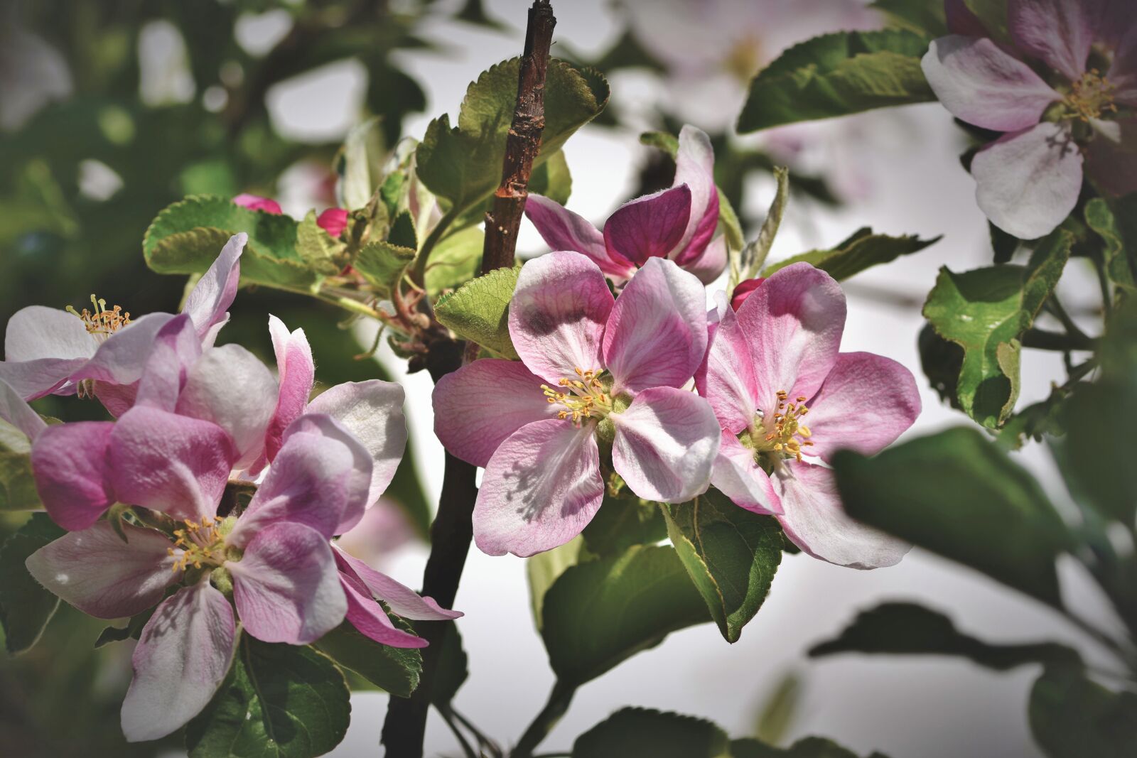 Nikon D7200 sample photo. Apple blossom, flowers, apple photography