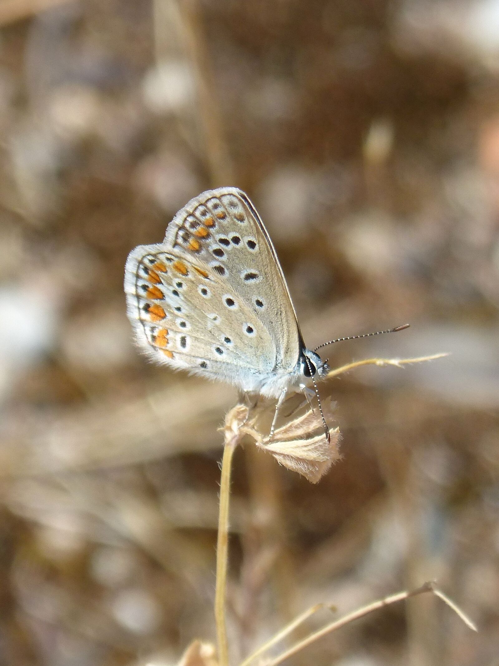 Panasonic DMC-FZ62 sample photo. Polyommatus icarus, blue maiposa photography