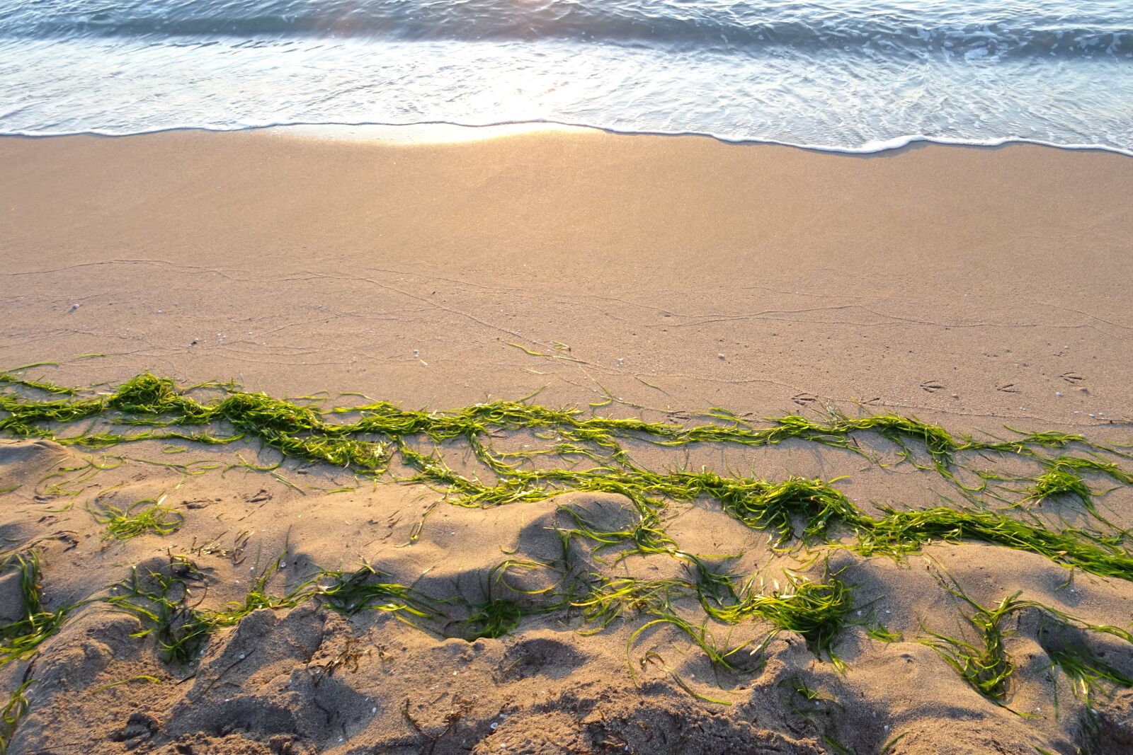 Sony DSC-HX60V sample photo. Beach, sand, algae photography