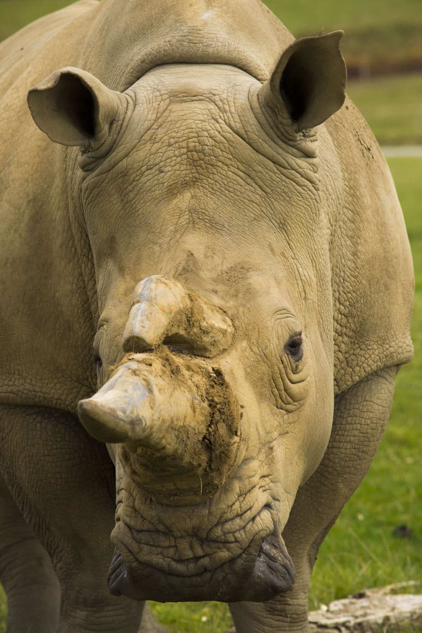 Nikon D3100 sample photo. Rhino, beast, wild photography