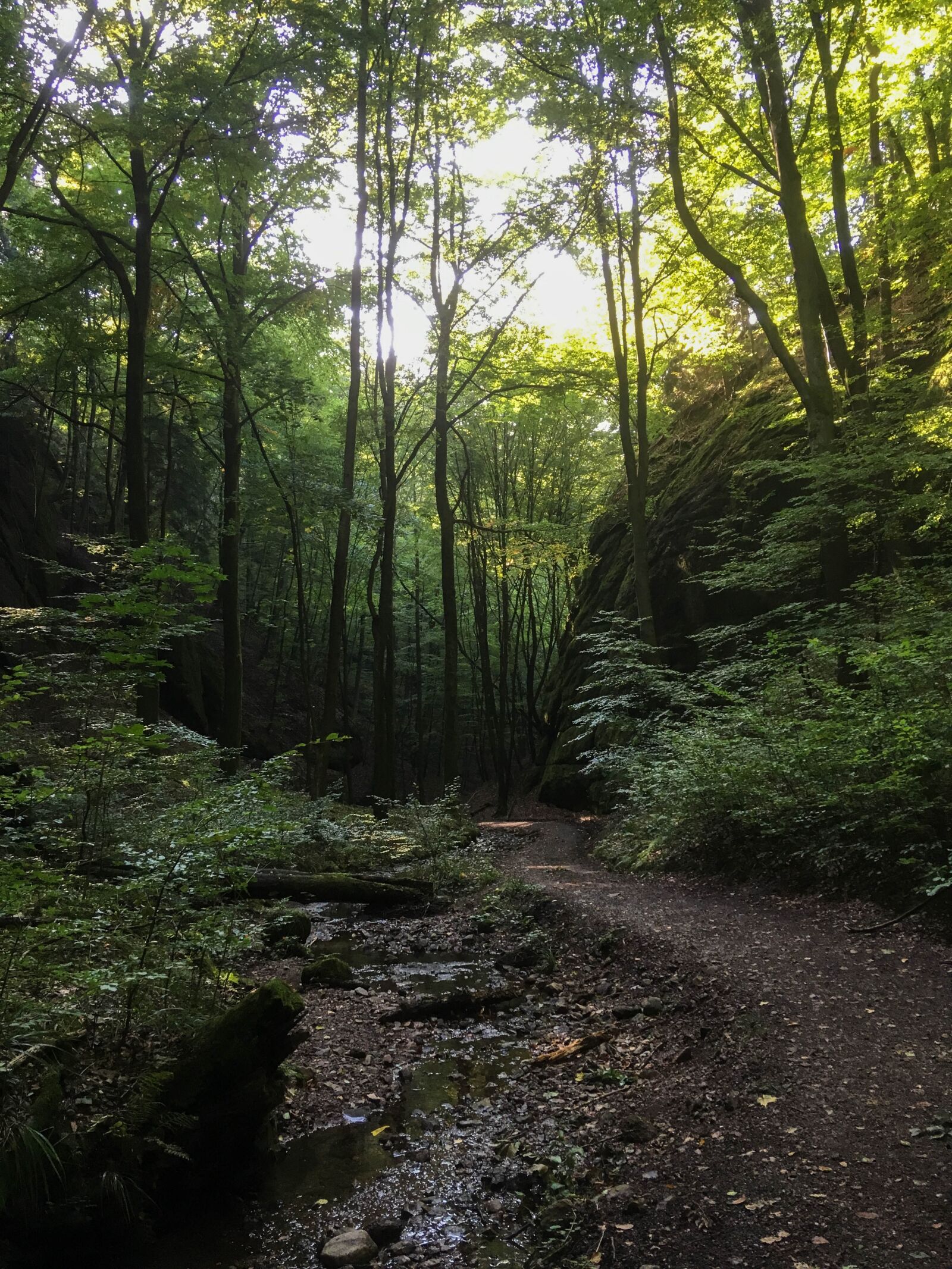 iPhone SE back camera 4.15mm f/2.2 sample photo. Forest path, autumn, fall photography