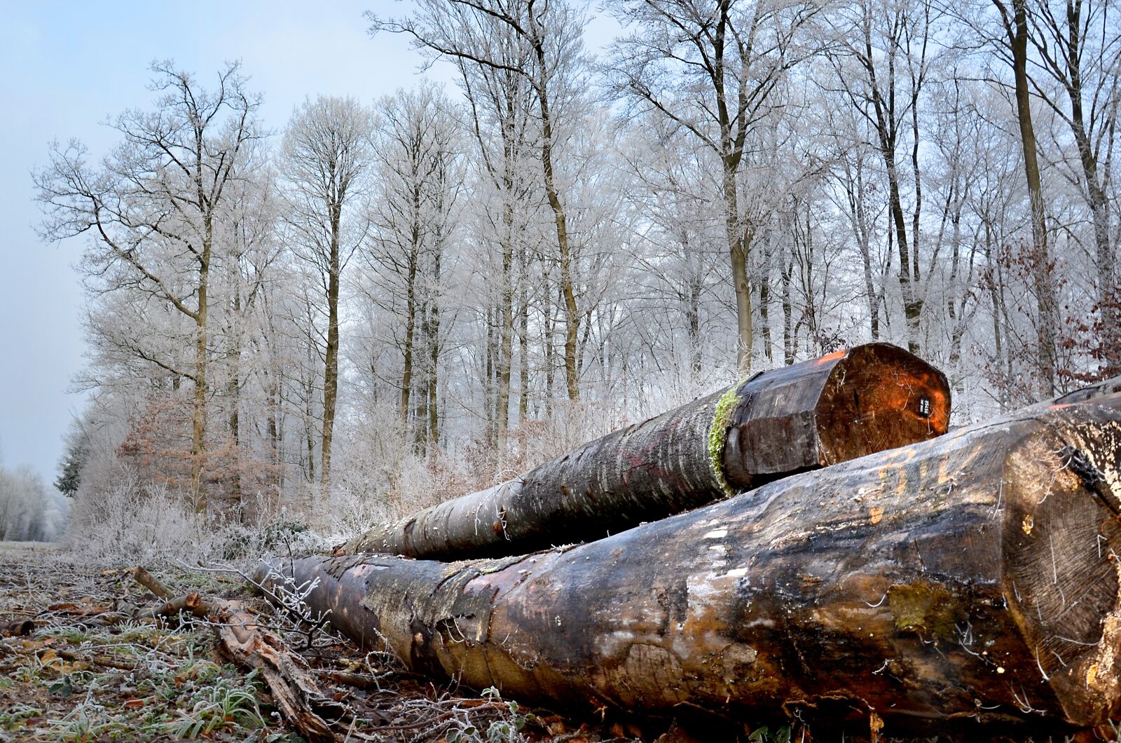 Nikon D5100 sample photo. Wood, forest, logs photography