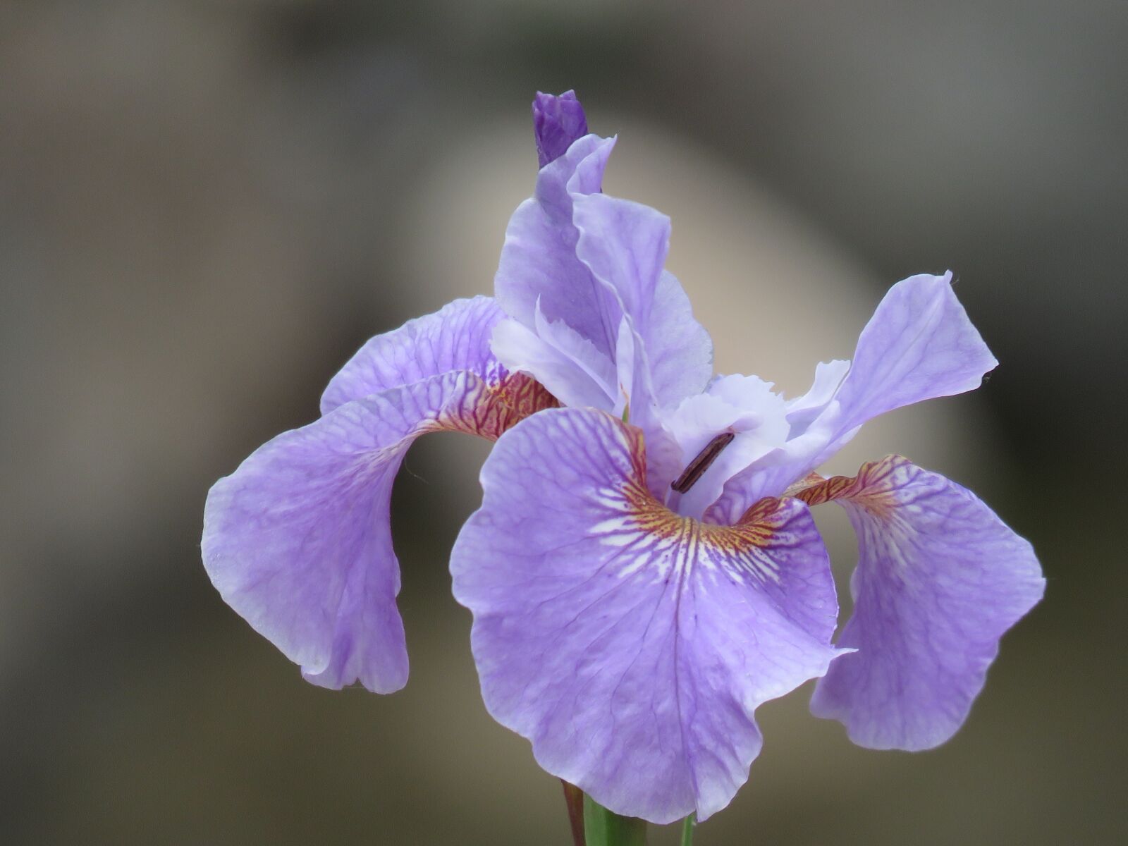 Canon PowerShot SX60 HS sample photo. Flower, close up, garden photography