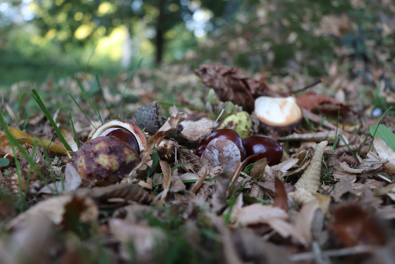 Canon EOS 800D (EOS Rebel T7i / EOS Kiss X9i) sample photo. Chestnut, autumn, nature photography
