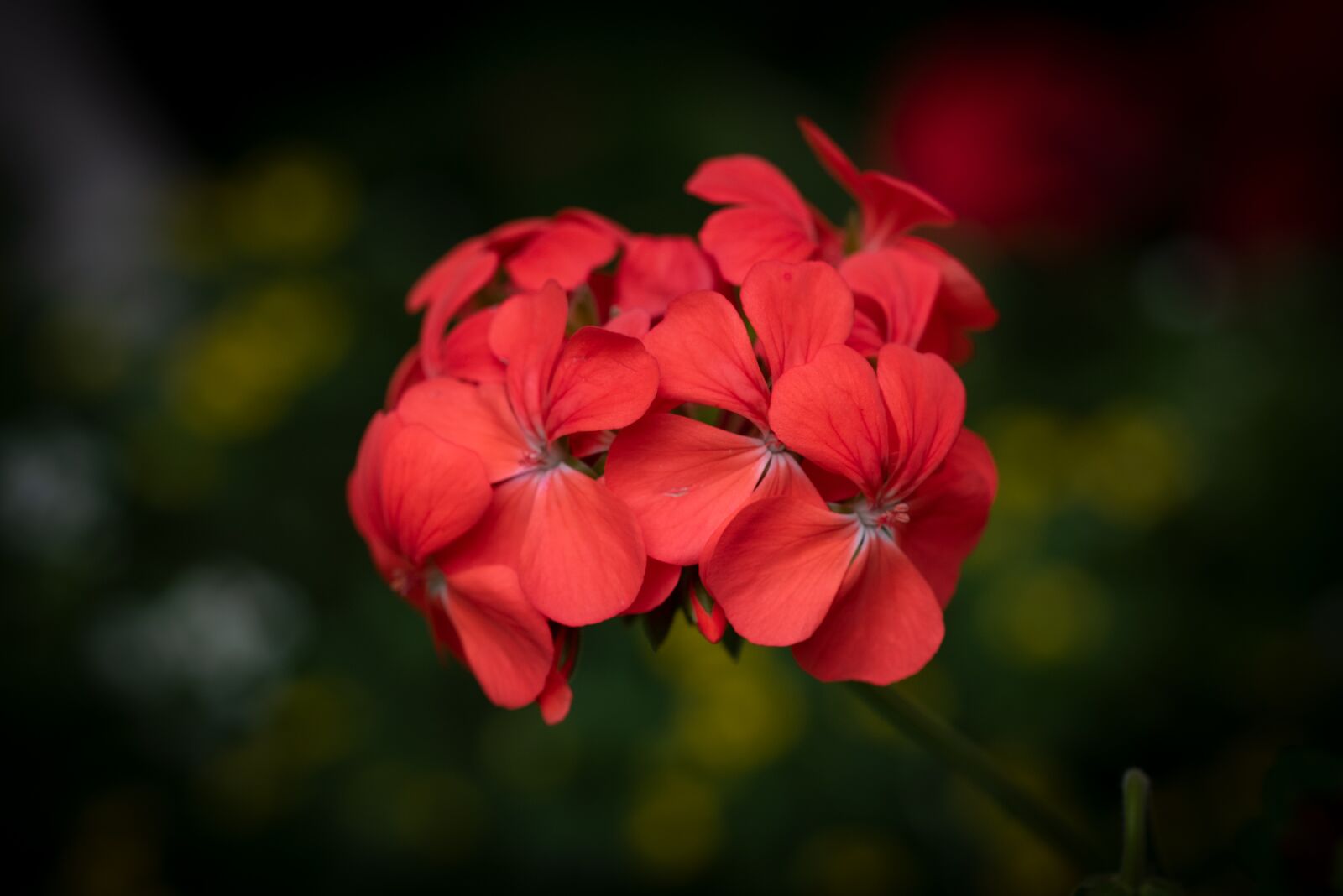 Nikon D750 sample photo. Blossom, bloom, geranium photography