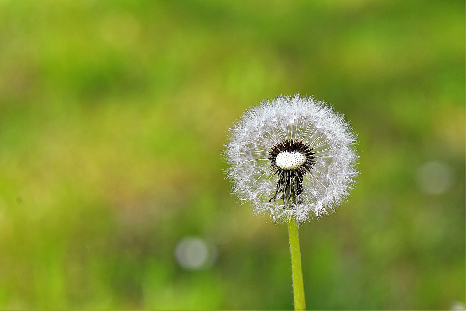 Nikon D610 sample photo. Dandelion, close up, flying photography