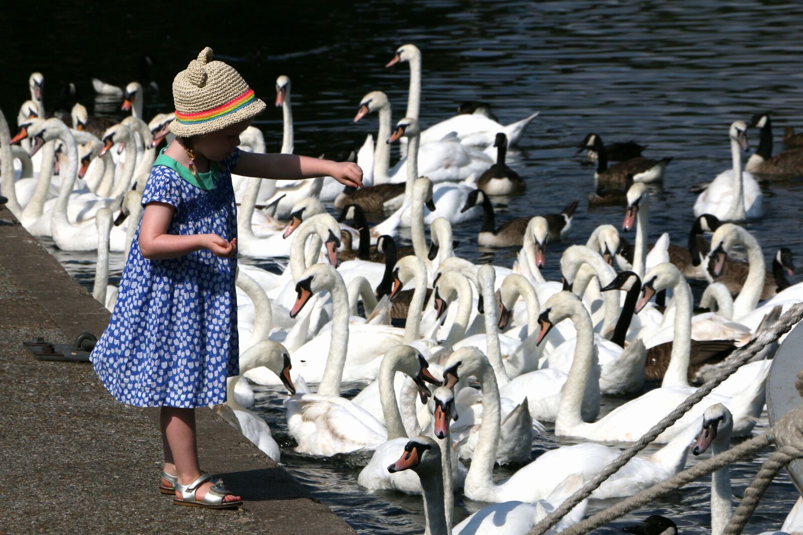 Canon EOS 70D sample photo. Swans, feeding, nature photography